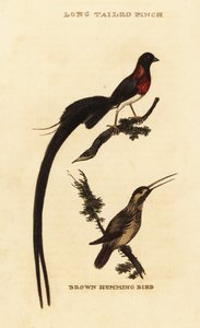 Paraíso de cauda longa whydah, Vidua paradisaea e beija-flor rufo, Selasphorus rufus de George (after) Edwards