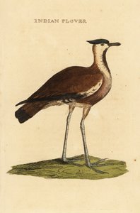 Lapidação do Norte, Vanellus vanellus de George (after) Edwards