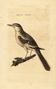 Pássaro zombador do norte, Mimus polyglottos
