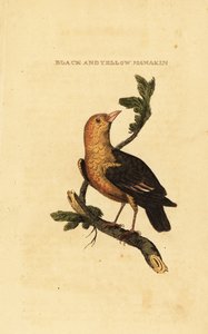 Manakin de cabeça laranja, Pipra aureola de George (after) Edwards