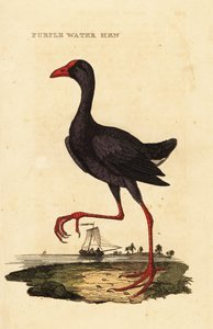 Pântano púrpura, Porphyrio porphyrio de George (after) Edwards
