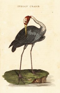 Guindaste Sarus, Antígono Antígono Antigone de George (after) Edwards