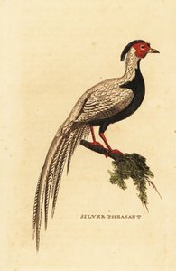 Faisão de prata, Lophura nycthemera