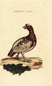 Abeto de abeto, Falcipennis canadensis canace de George (after) Edwards