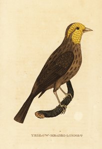 Grosbeak amarelo, Pheucticus chrysopeplus de George (after) Edwards
