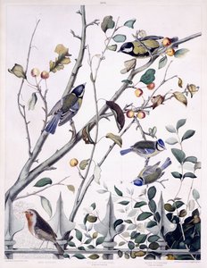 Mama Vermelha (Robin), Grande Rato Titmouse (Macho e Fêmea) e Blue Titmouse (Macho e Fêmea), c.1841 (gravura colorida à mão) de George (after) Shield