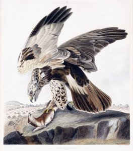 Rough Legged Buzzard (Feminino), c.1841 (gravura de cor à mão) de George (after) Shield