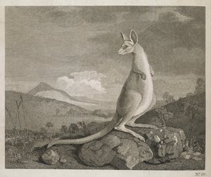 Um animal encontrado na costa da Nova Holanda chamado Kangaroo