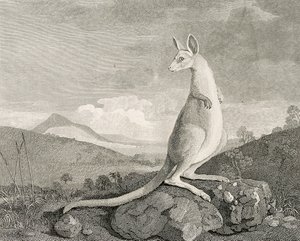 Um animal encontrado na costa da Nova Holanda, chamado Kanguroo", c.1773 (gravura, água-forte)
