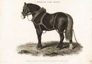 Cavalo de Carro Inglês ou cavalo de tracção Shire.