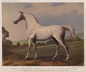 Nambrino, Criado por Lord Grosvenor, Na Posse do Marquês de Westminster, em Eaton Hall (cor litho)