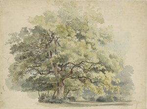 Estudo de árvore de George Andries Roth