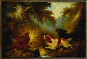 Spaniels colocando um faisão