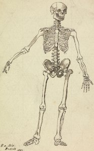 Desenho de um Esqueleto