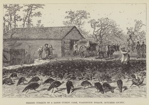 Perus de alimentação em uma grande fazenda de peru, Washington Hollow, Dutchess County de George Augustus Sala