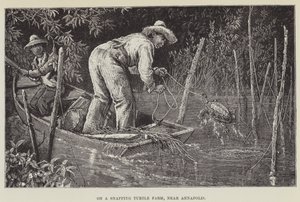 Em uma fazenda de tartarugas, perto de Annapolis de George Augustus Sala