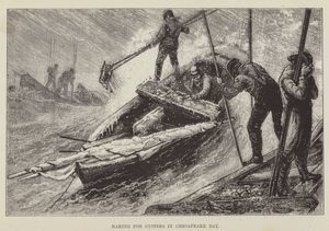 Ajuntando Ostras na Baía de Chesapeake de George Augustus Sala