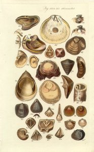 Placa Concológica Manual 11. Ostras e outras conchas de George B. Sowerby