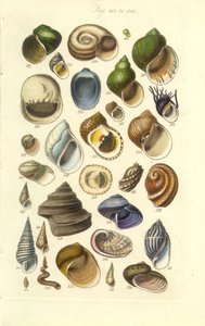 Placa Manual Conchológico 15. Conchas coloridas incluindo conchas de Abalone de George B. Sowerby