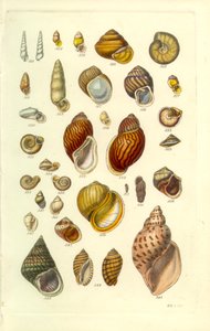 Placa Concológica Manual 25. Conchas terrestres coloridas de George B. Sowerby