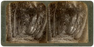 Avenida dos coqueiros, Flórida, EUA, 1891.