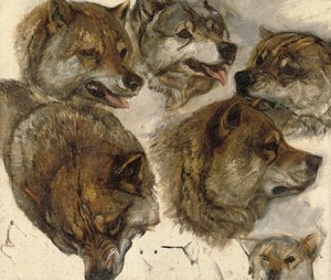 Estudos de cabeças de huskies de George Bouverie Goddard