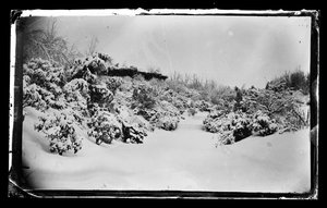 Rose Arbor de baixo, Prospect Park, Brooklyn, c.1872-87 (wet-colódio negativo)