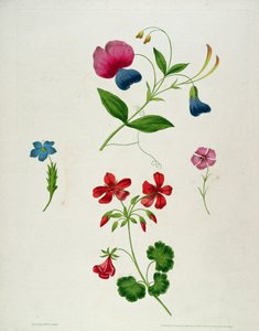 Uma ilustração de &39;Um novo Tratado sobre pintura de flor, ou, cada senhora seu próprio mestre de desenho&39;, 1816 (cor impressa stipple gravura com mão de colorir)