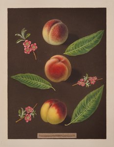 Chanceler, Catherine e os pêssegos Old Newington (cor litho)