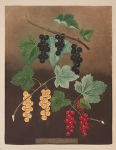Corinto: Groselhas pretas e grandes groselhas holandesas vermelhas e brancas (pl.5) da 