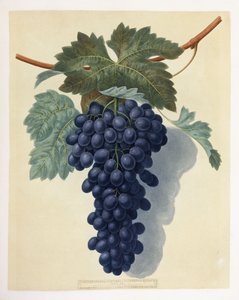 Placa LII (um cacho de uvas roxas)