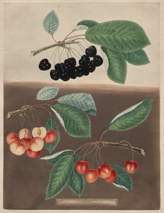 Pomona Britannica: No. 10 - Cerejas