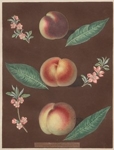 Pomona Britannica: No. 33 - Pêssegos