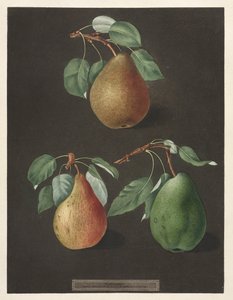 Pomona Britannica: No. 82 - Peras, 1807.