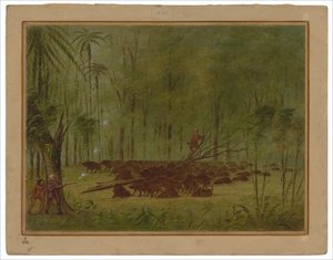 Uma luta com queixadas - Caribbe de George Catlin