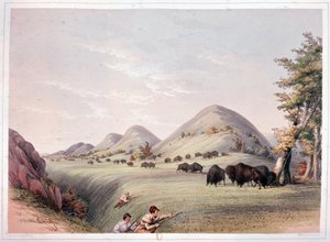 Caça ao bisonte de George Catlin