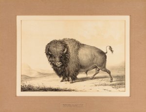 Buffalo Bull--no. 2 de George Catlin