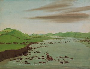 Rebanhos de búfalos cruzando o Alto Missouri, 1832.