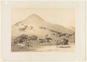 Caça ao Búfalo, Chase--no. 6 de George Catlin