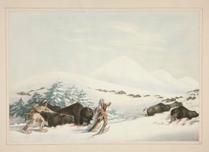 Buffalo Hunt, On Snow Shoes, pl. 15 do North American Indian Portfolio de George Catlin