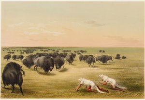 Caça ao búfalo sob a pele do lobo branco de George Catlin