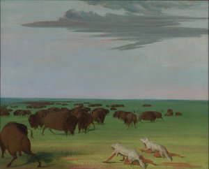 Caça ao búfalo sob a máscara de pele de lobo de George Catlin