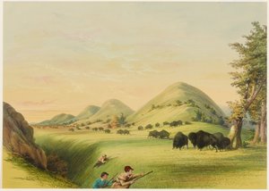 Caça ao búfalo, aproximação numa ravina de George Catlin