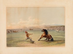 Apanhar o Cavalo Selvagem--no. 4 de George Catlin