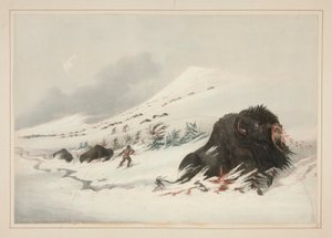 Dying Buffalo Bull, em Snow Drift, pl. 17 da carteira indígena norte-americana de George Catlin
