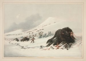 Bisonte macho moribundo num monte de neve, prancha 17 do Portefólio dos Índios Norte-Americanos de George Catlin