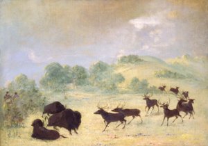 Alces e búfalos se conhecendo, Texas de George Catlin