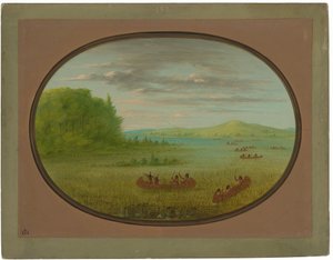 Colheita de arroz selvagem - Winnebago de George Catlin