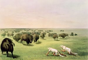 Búfalo de caça camuflado com peles de lobo, c.1832