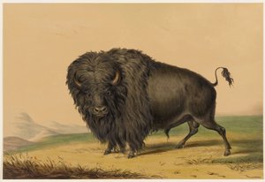 O bisonte-americano de George Catlin
